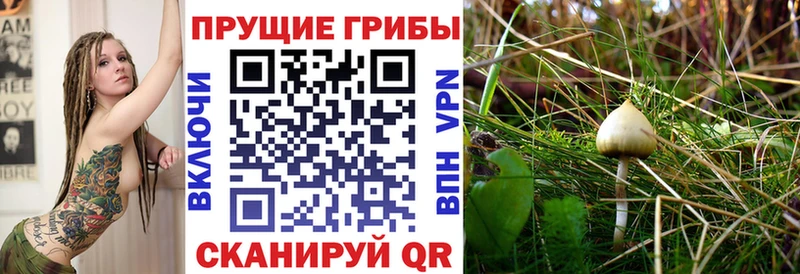Псилоцибиновые грибы Psilocybine cubensis  ОМГ ОМГ tor  Ревда 
